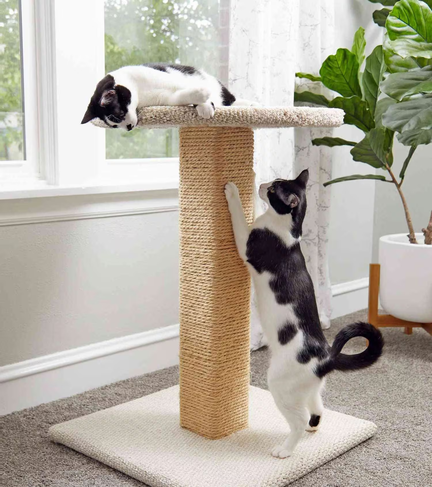 Luxury Cat Scratching Post