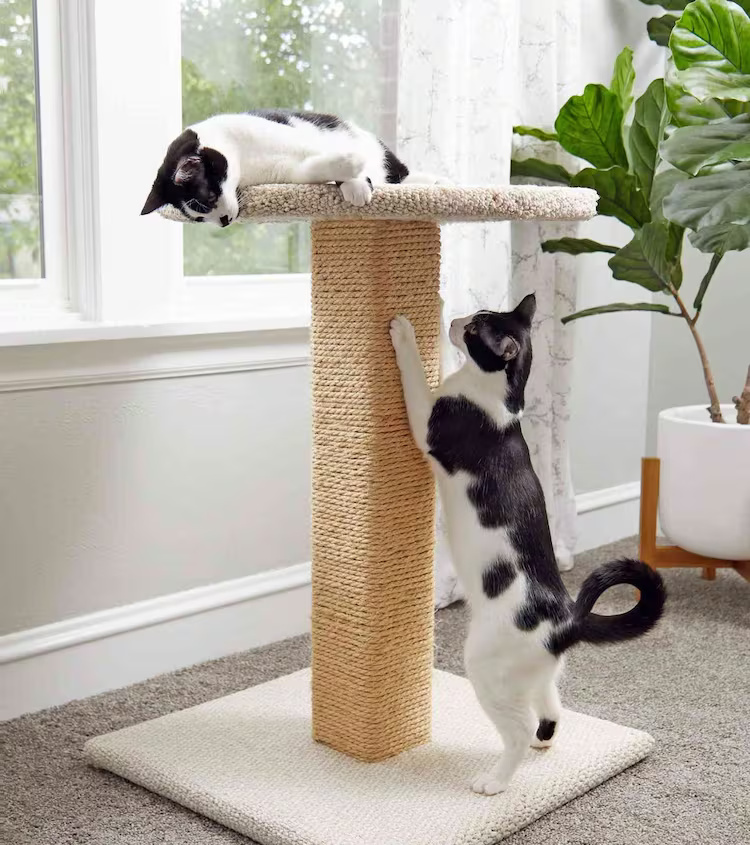 Cat Scratching Post